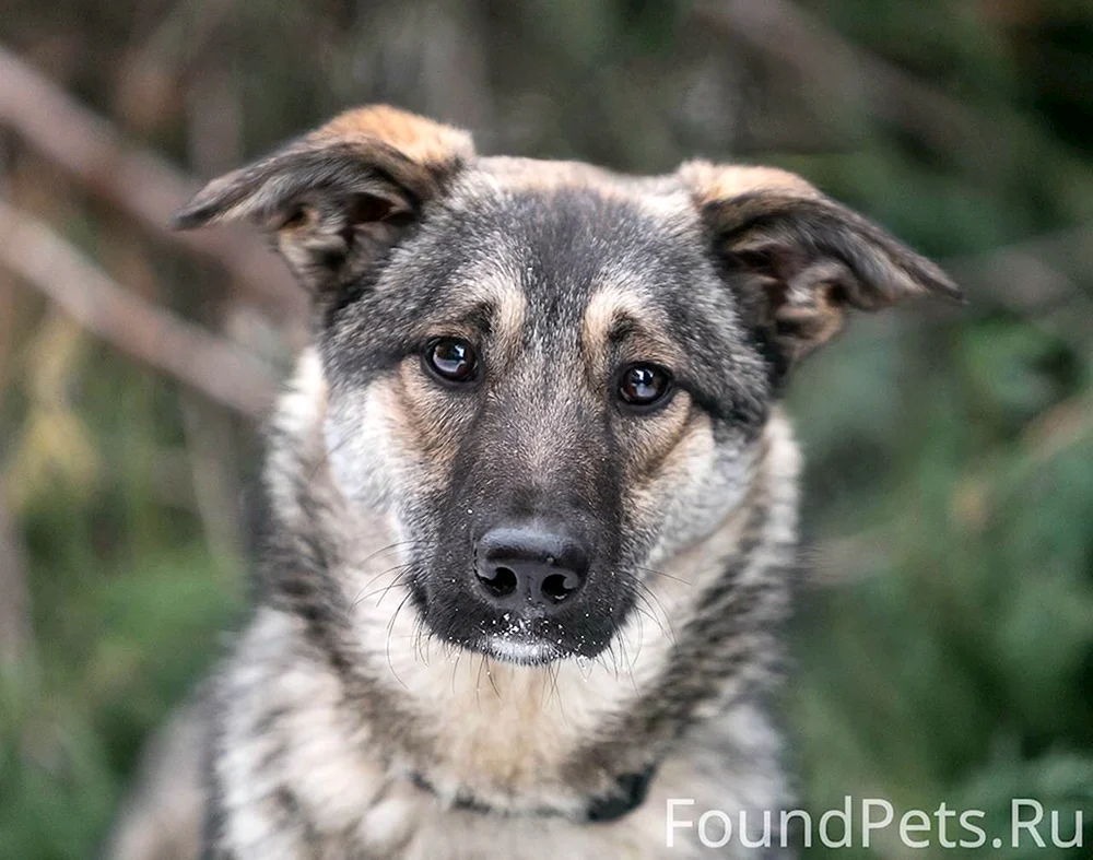 Schäferhundteam in Moskau Hunde zur Adoption