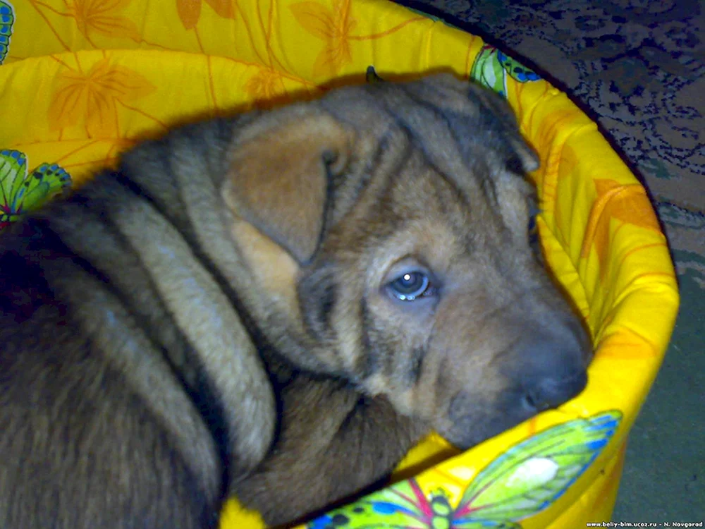 Mestis von Sharpei und Labrador
