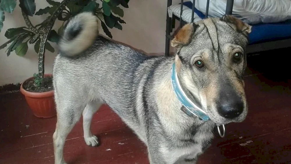 Mestis von Sharpei