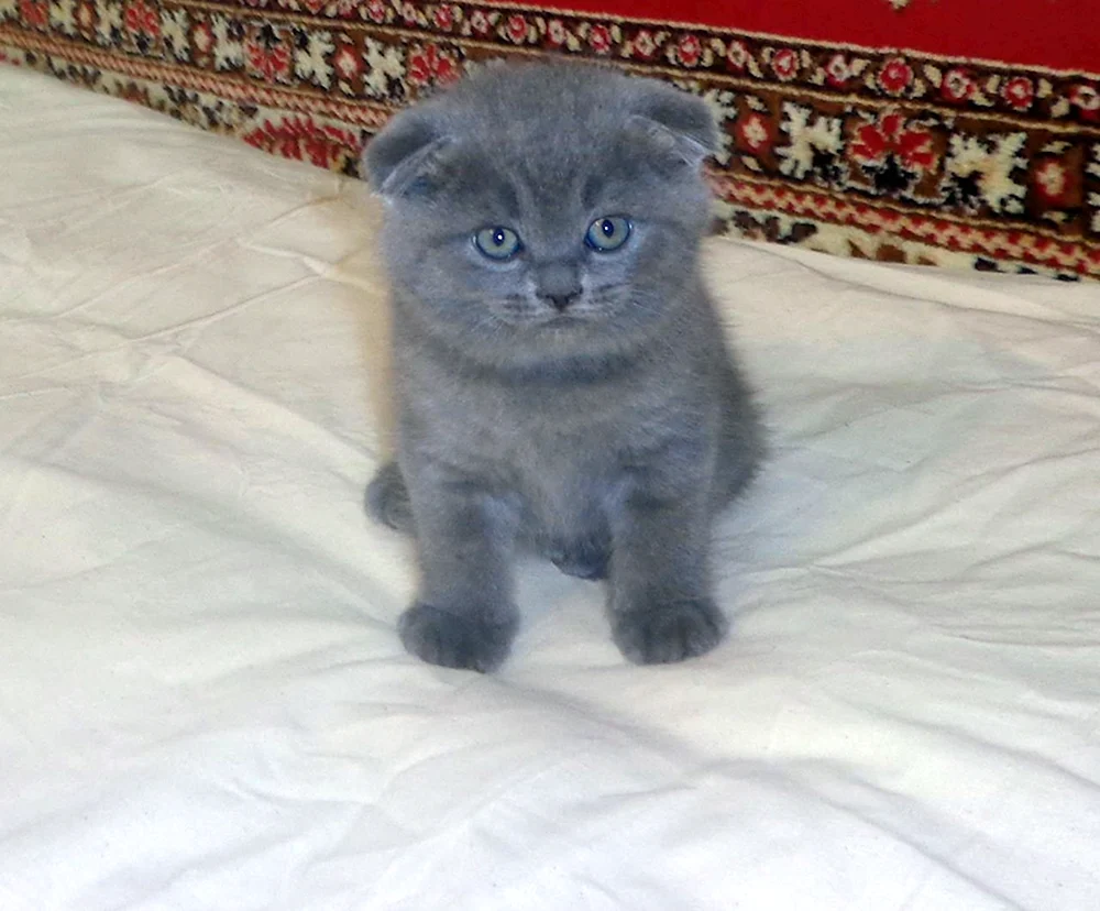 British Scottish lop cat mix
