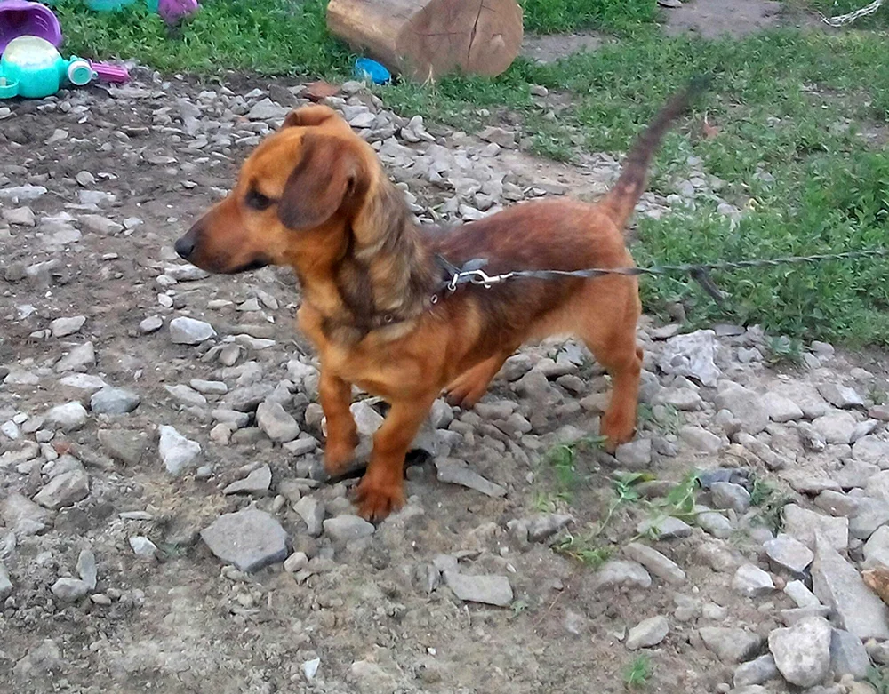 Deutscher Pinscher