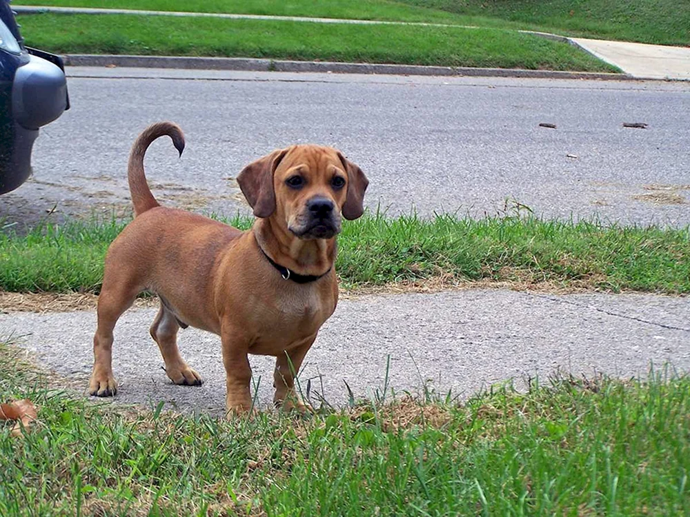 Dachshund-Pinscher