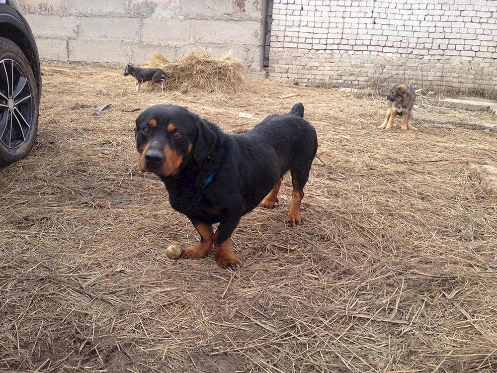 Pinscher-Dackel