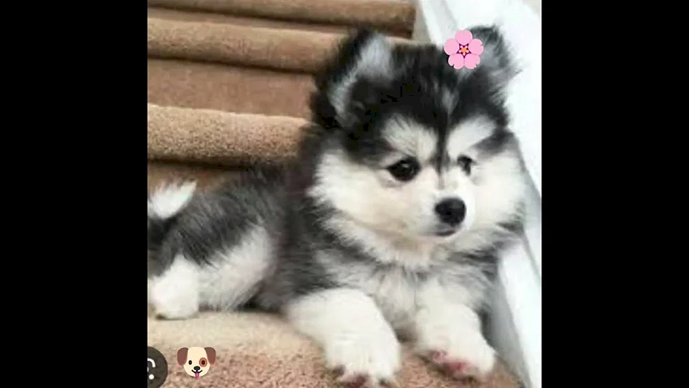 Pomsky f1