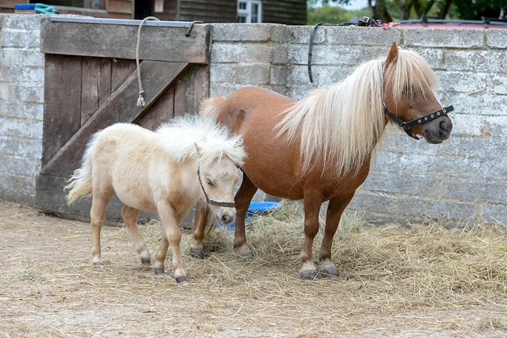Shetlandpony Pferd