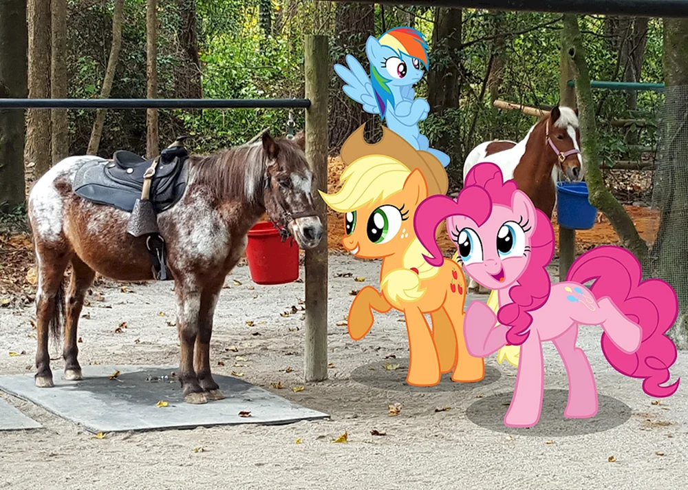 Falabella fohlen