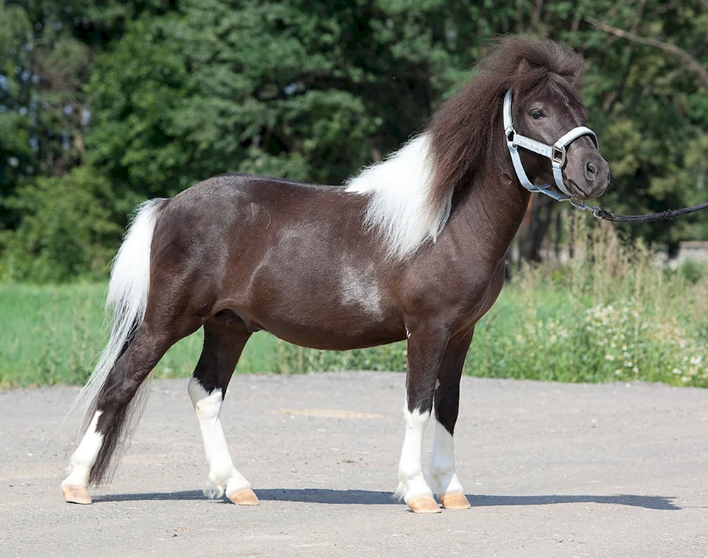 Shetlandpony