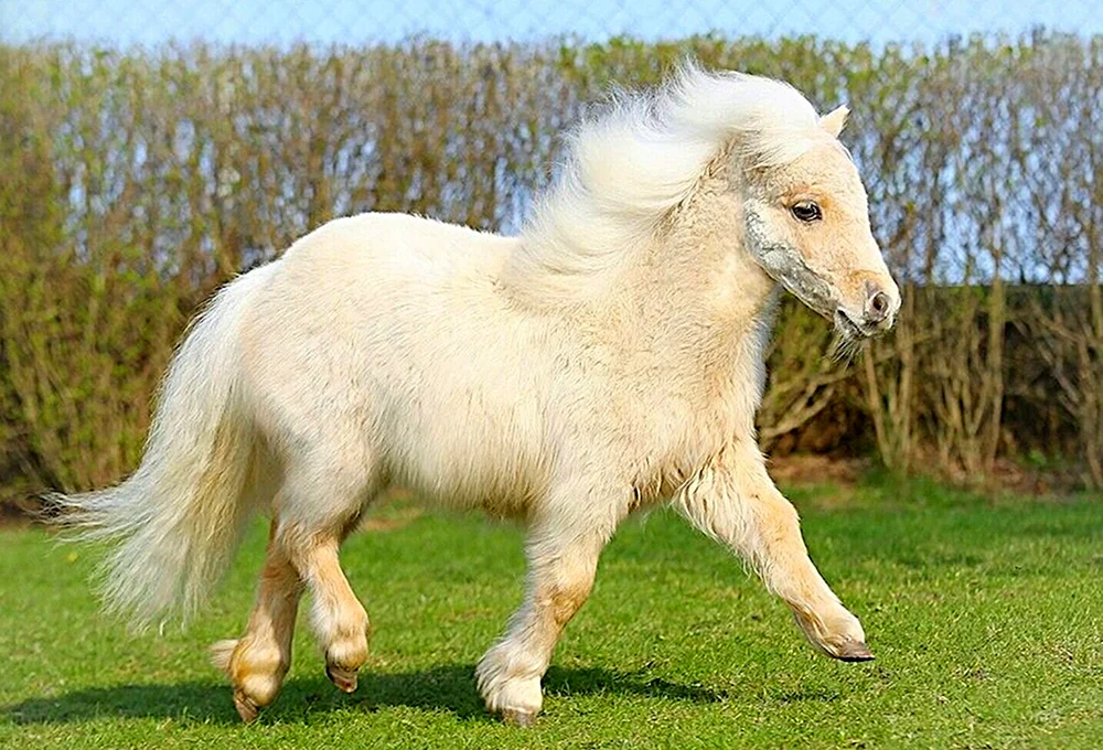 Shetlandpony