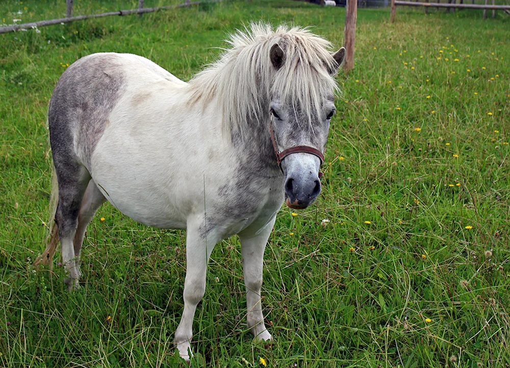 Pony Racer