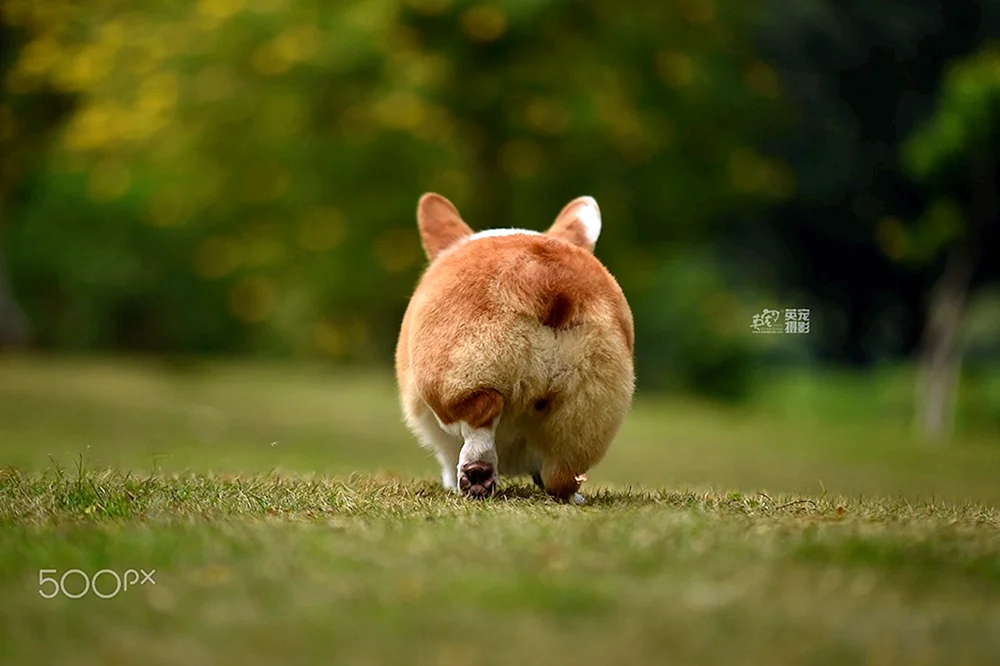 Hunde Hintern