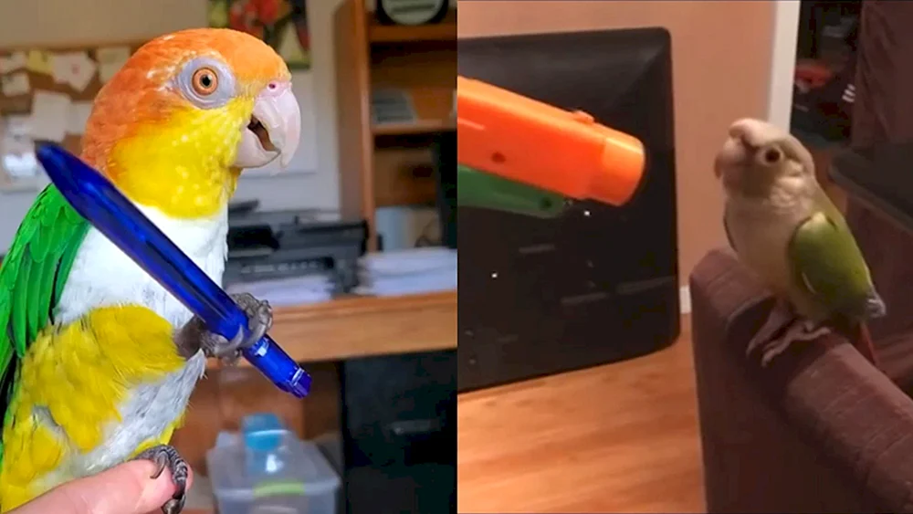 Papageien