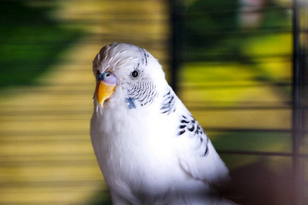 Opaline-Wellenpapagei