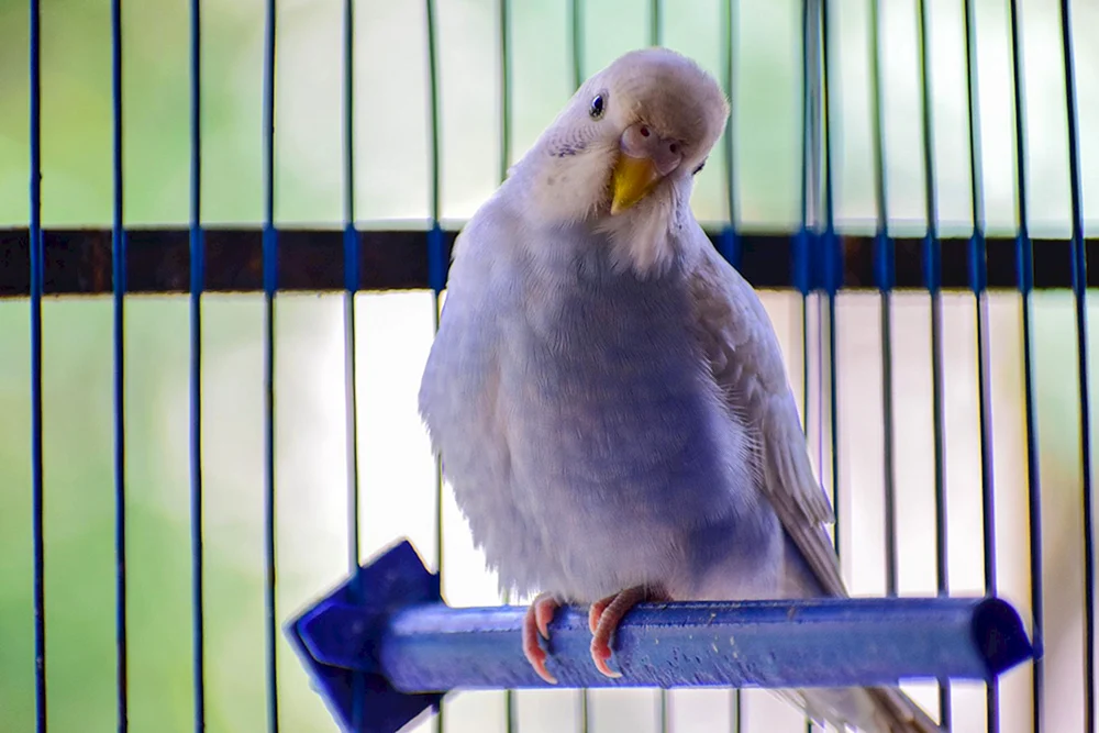 Papagei. Albino
