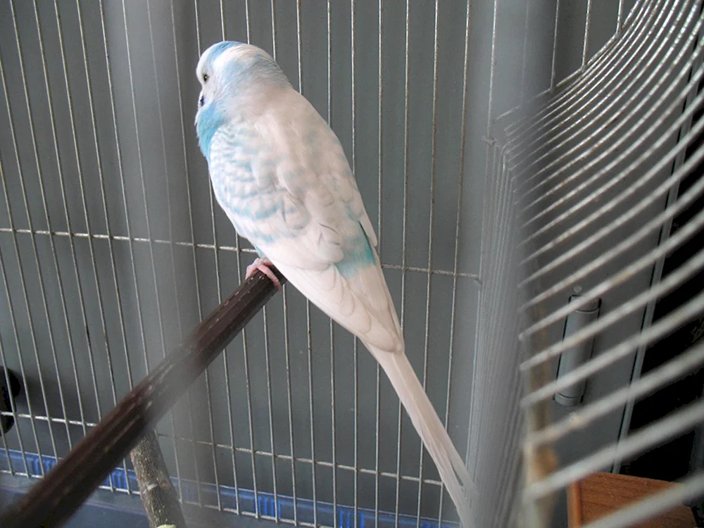 Opalinus Wellenpapagei
