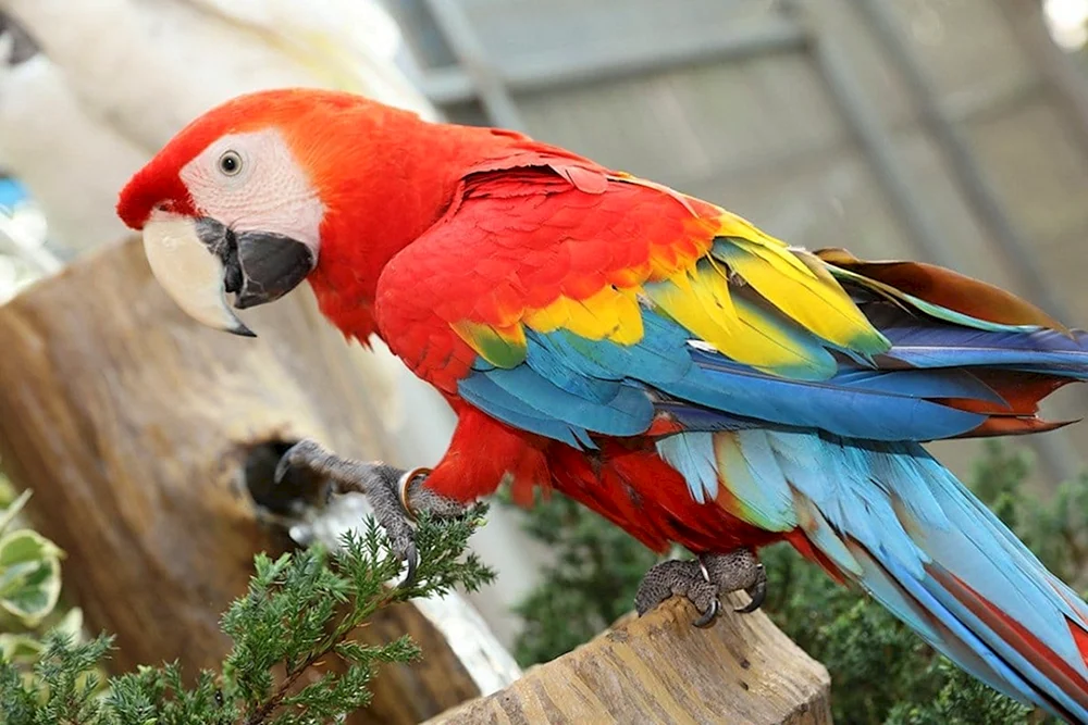 Ara-Papagei