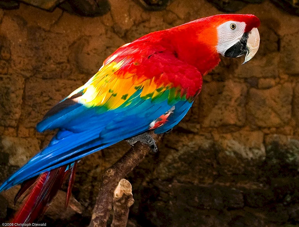 Ara-Rotpapagei