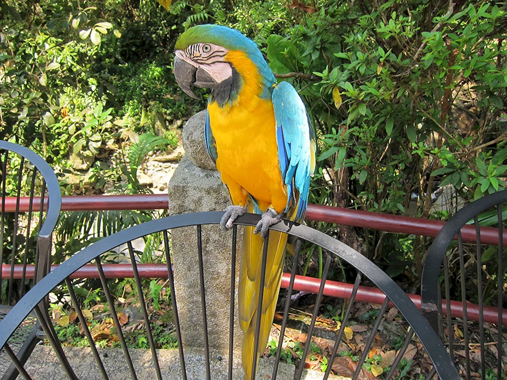 Ara-Papagei im Limpopo Zoo