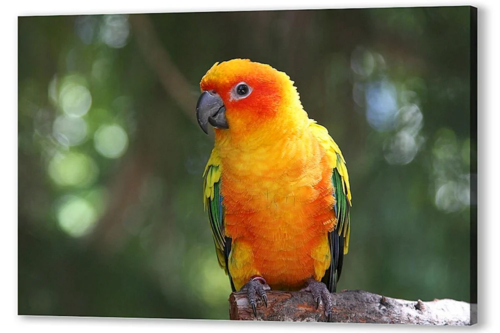 Ara-Papagei orange