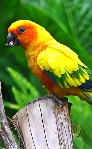 Aratinga rot