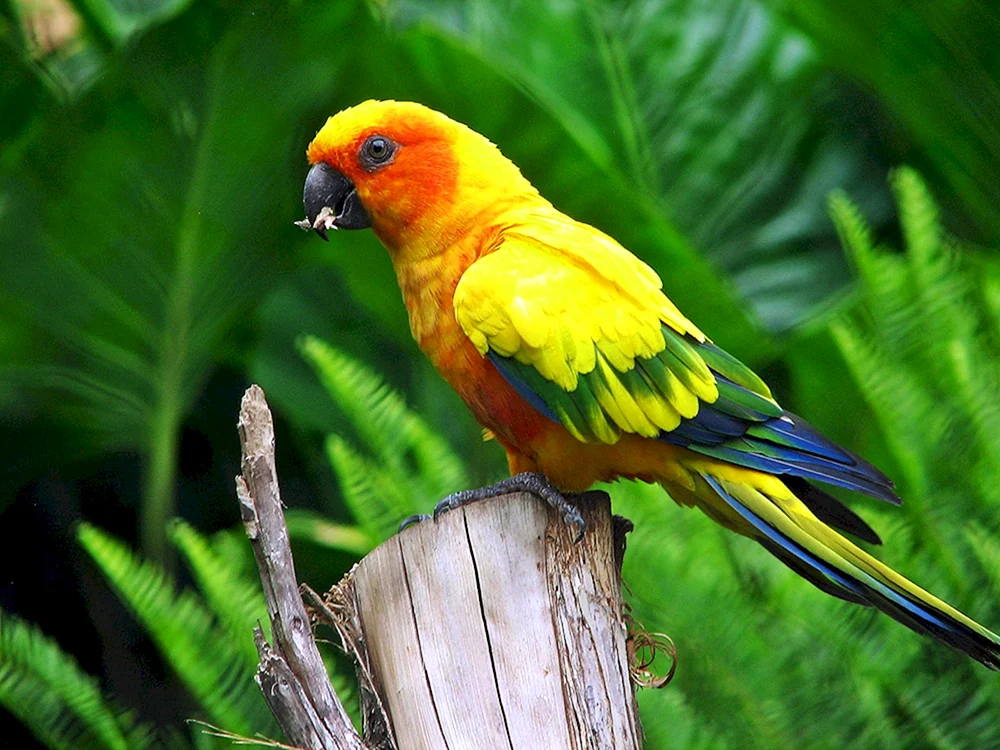 Aratinga rot
