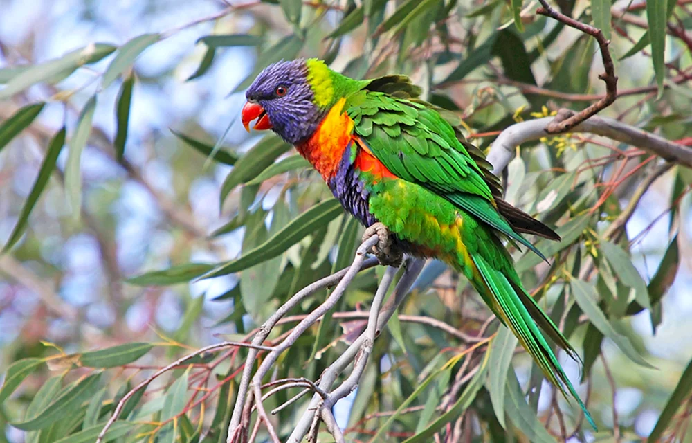 Papageien Australien