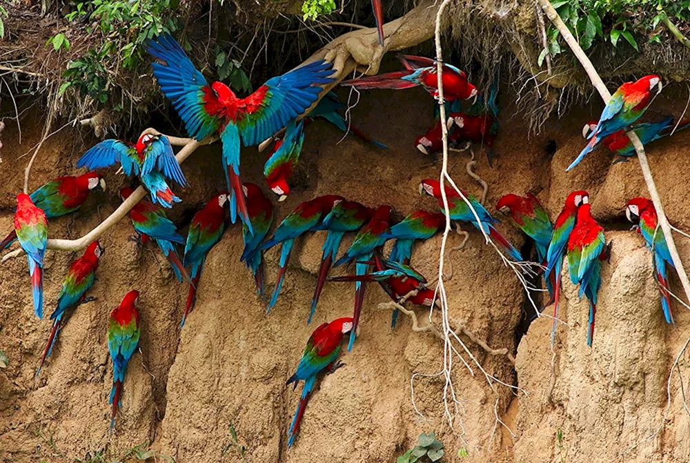 Australischer Lorikeet