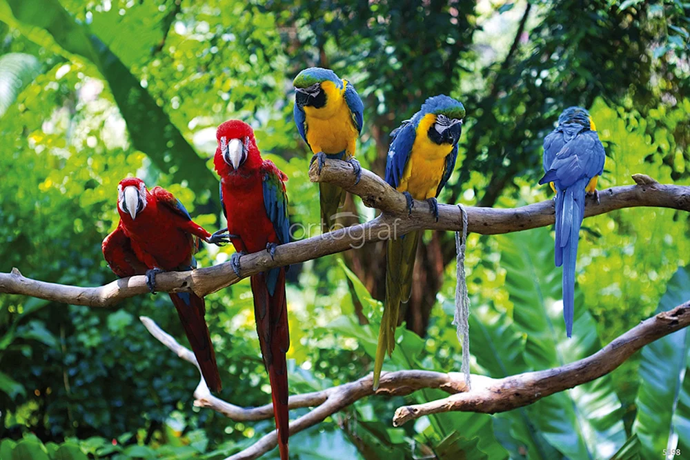 Amazonien-Dschungelvogel