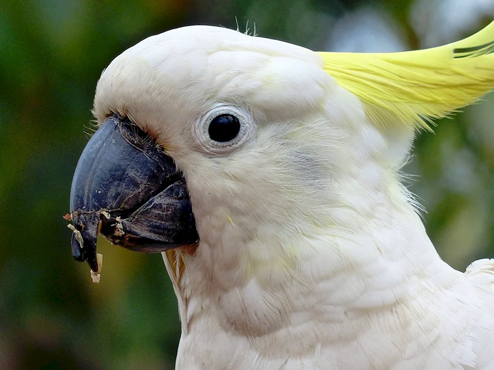 Schwarzpalmenkakadu