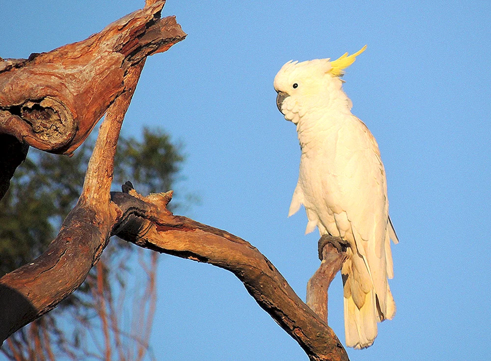 Kakadu