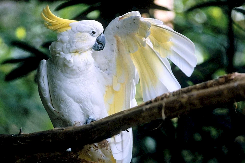 Kakadu und Corella Kakadu