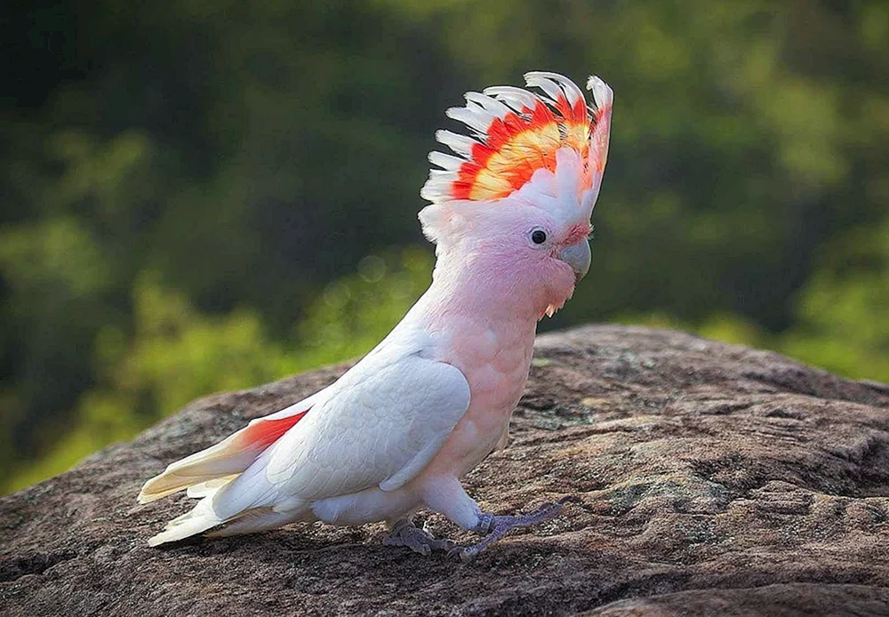 Kakadu Papagei Kakadu