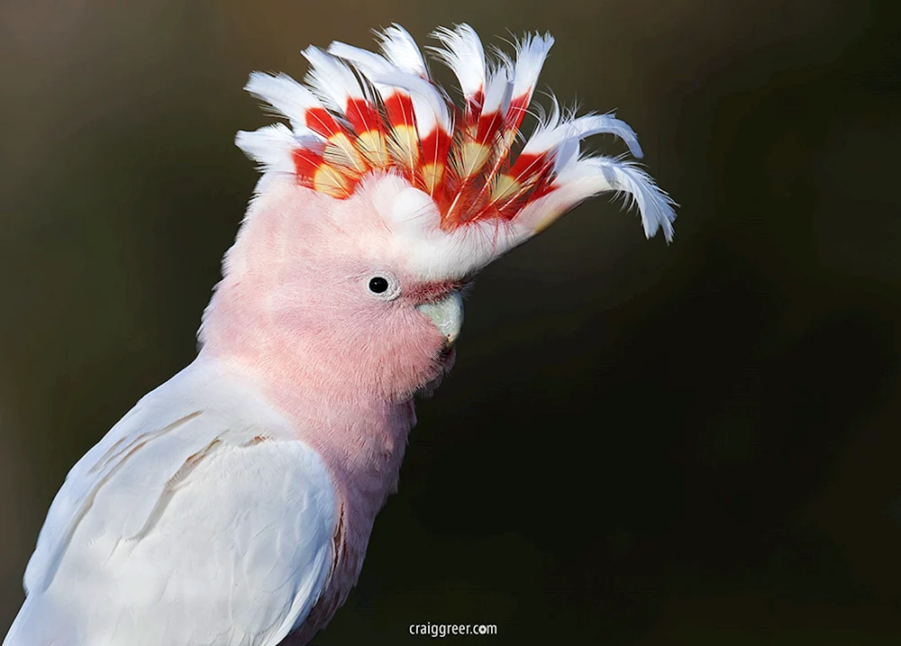 Rosa Kakadu Papageien Kakadu Papageien Kakadu Gala