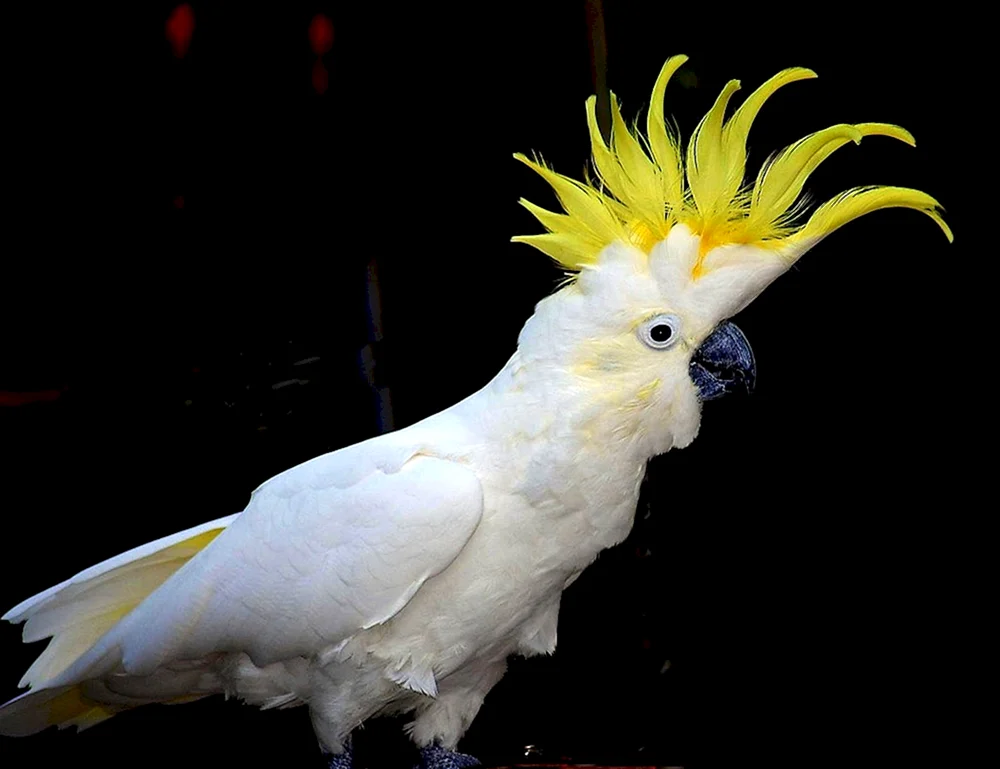 Kakadupapagei
