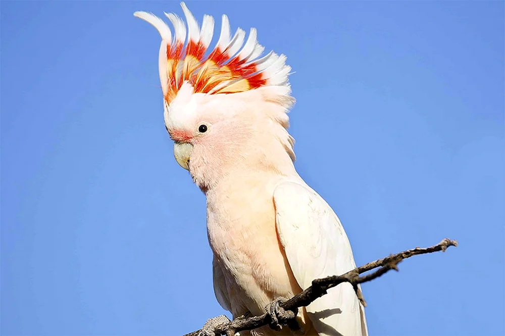 Corella-Papagei