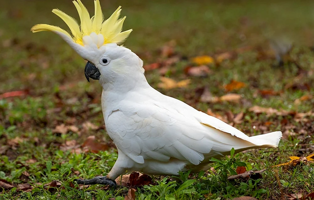 Kakadupapagei