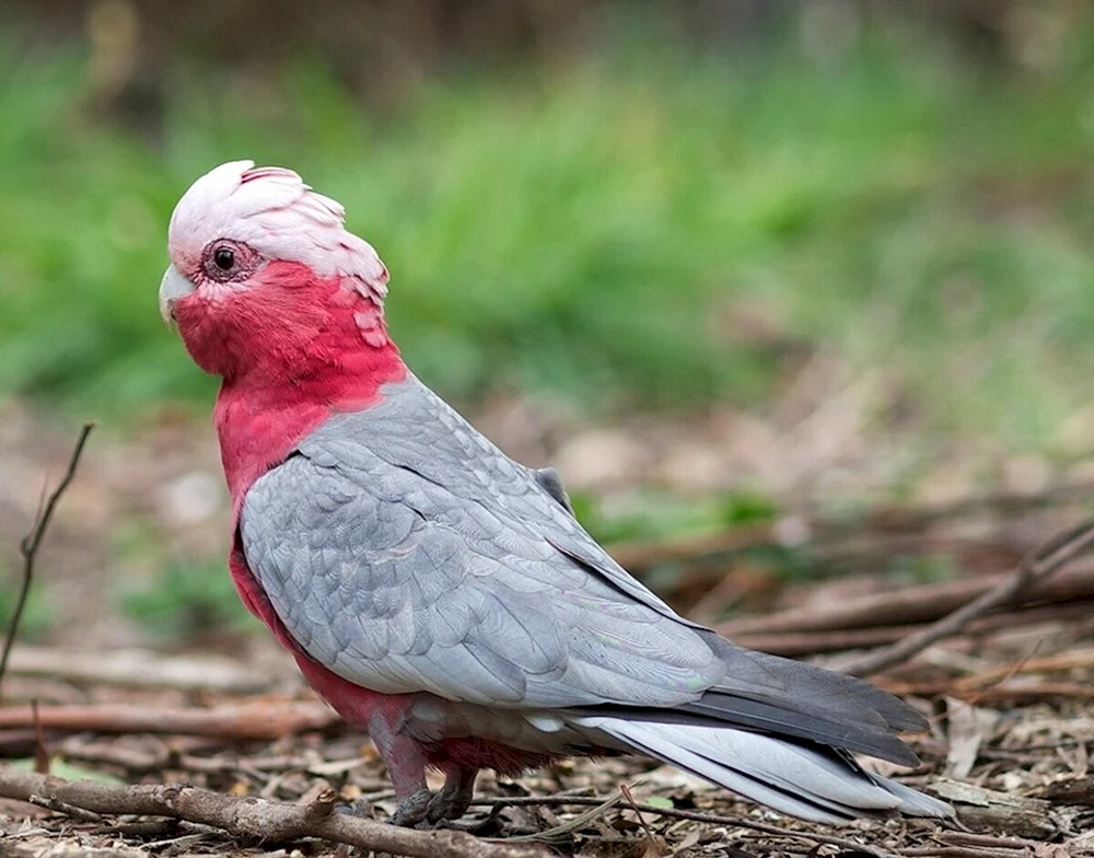 Rosa Kakadu Gala