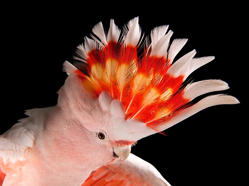 Rosa Kakadu Gala