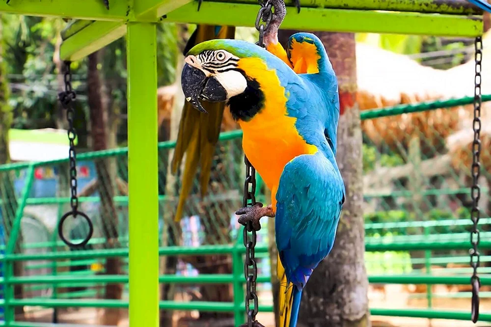 Kakadupapagei Moskauer Zoo