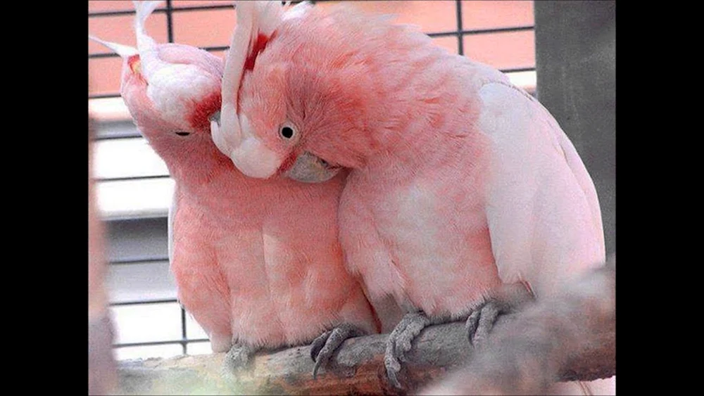 Kakadupapagei rosa