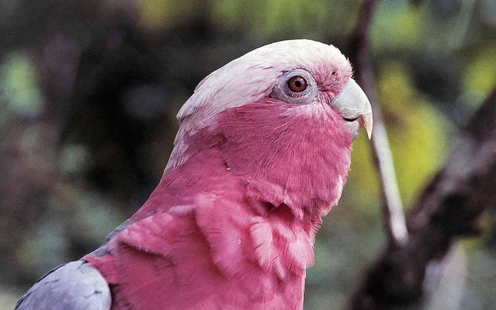 Kakadupapagei rosa