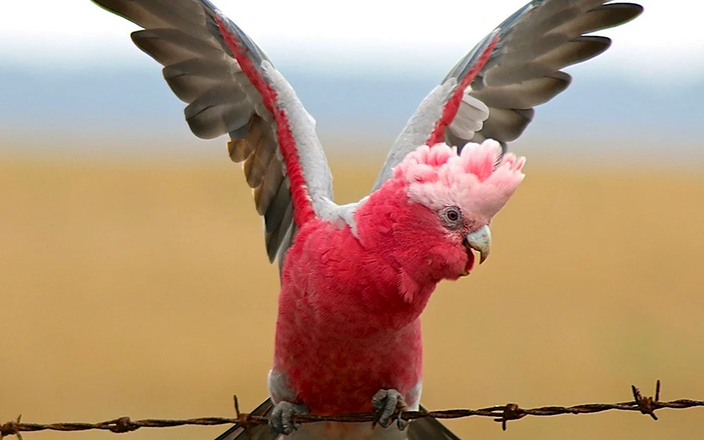 Rosa Kakadu Gala