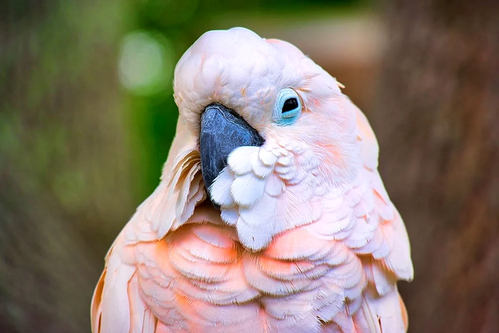 Rosa Kakadu Gala