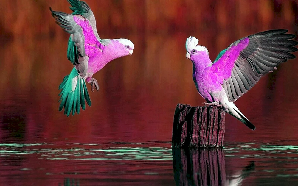 Kakadupapagei rosa