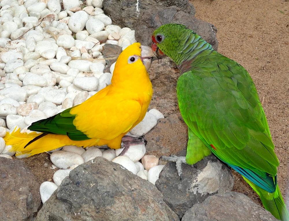 Kakadu und Jaco