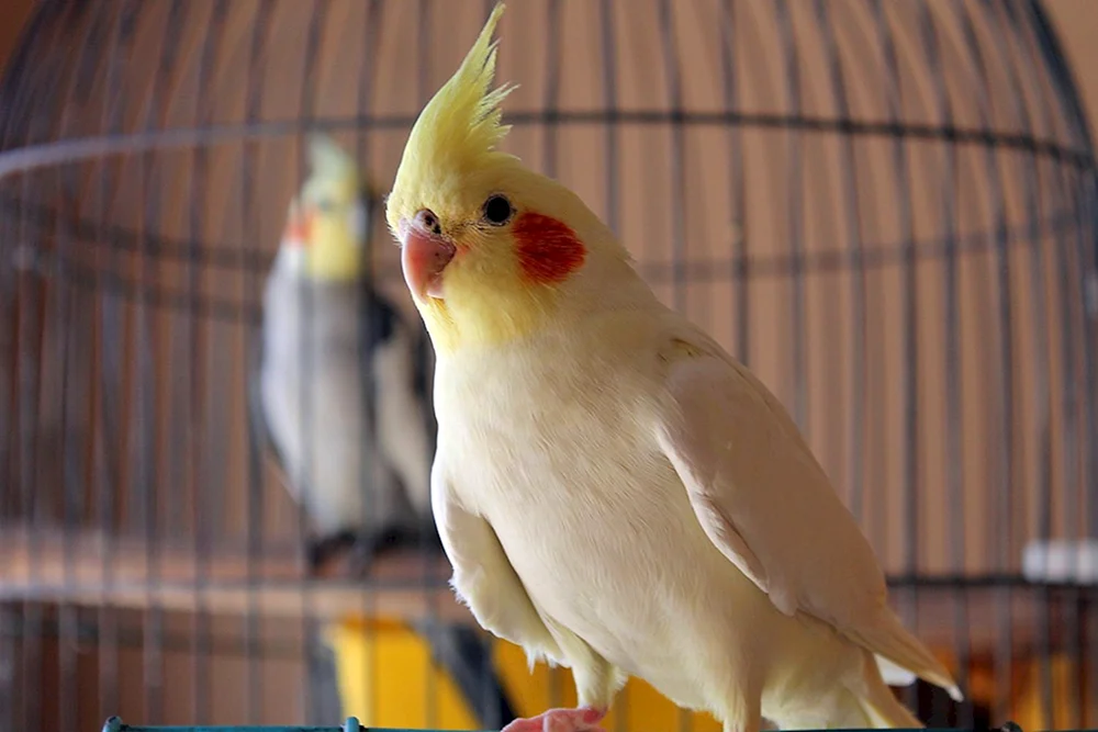 Corella-Papagei