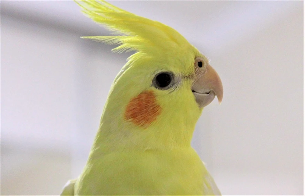 Corella-Papagei