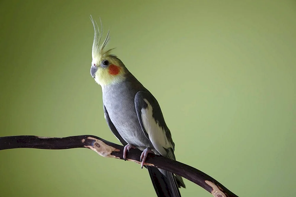 Papageienkakadu