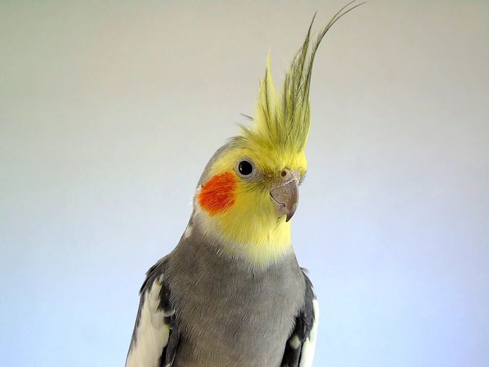 Corella