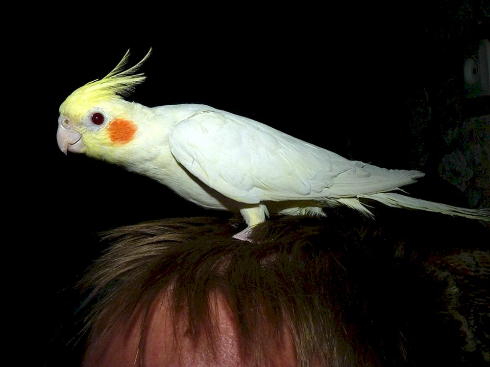 Kakadu Alba