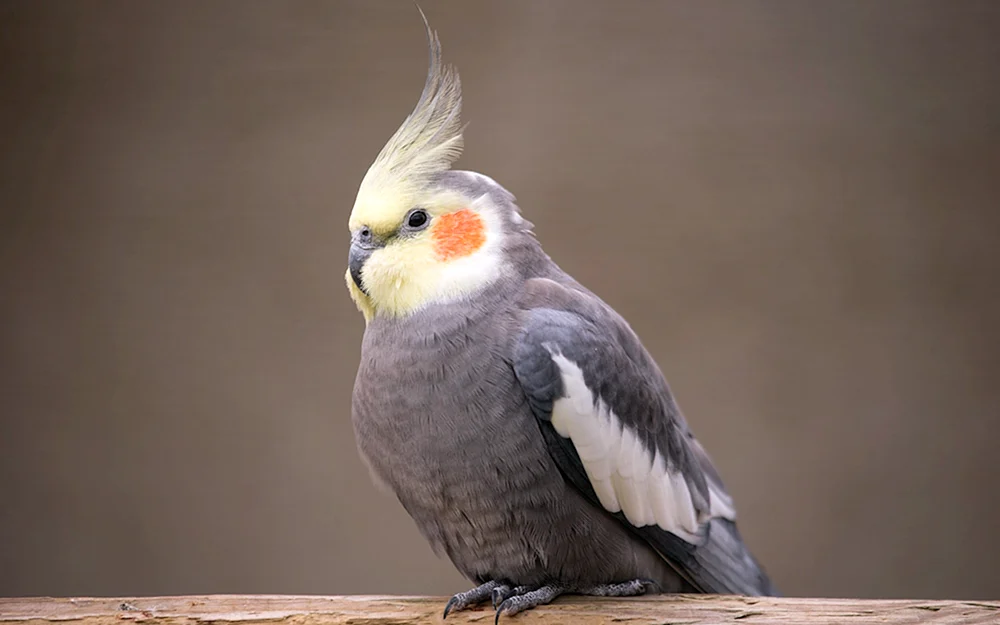 Corella Papagei